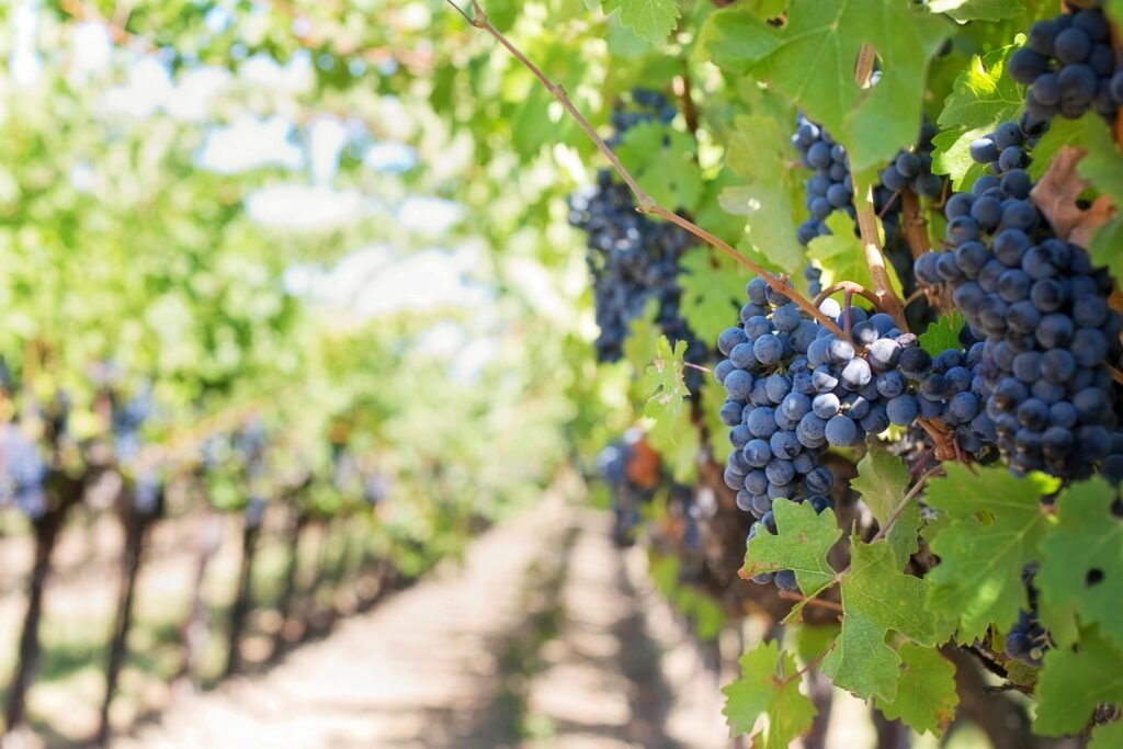 Strade del vino in Toscana