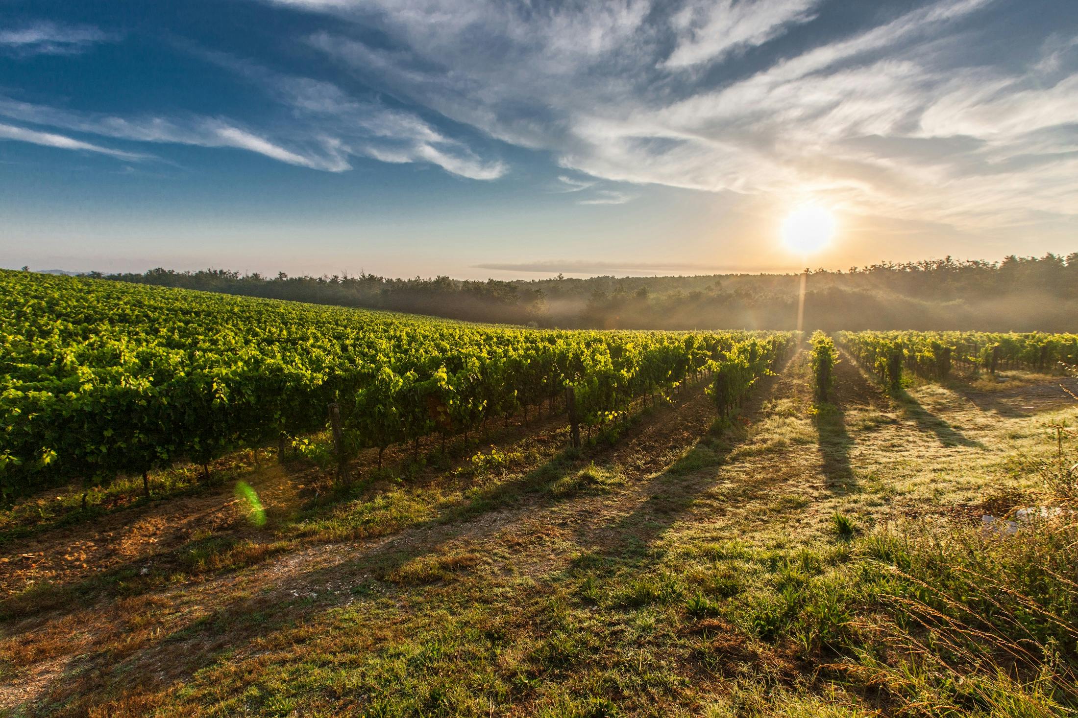 Toscana vigneti